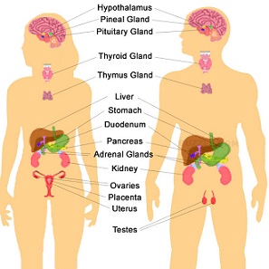 Organ and Liver Detox